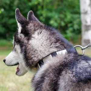 Ошейник из нейлона для сибирской хаски